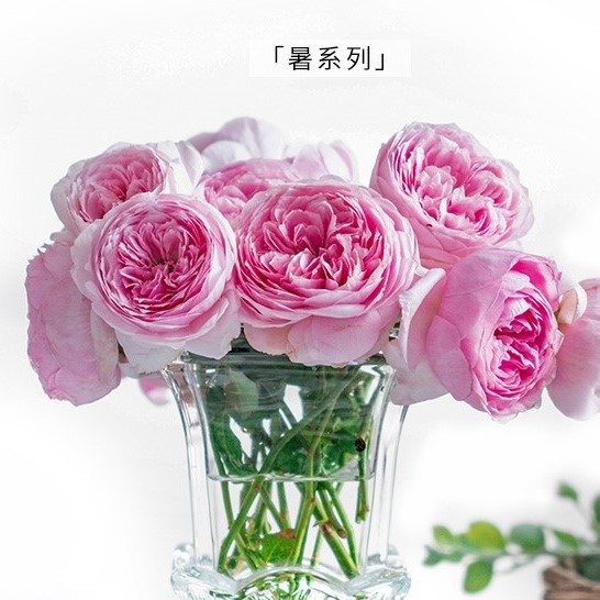 Роза парковая Иубеиминг